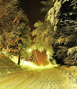 Cold Winter Night Forest sfondi gratuiti per 320x480