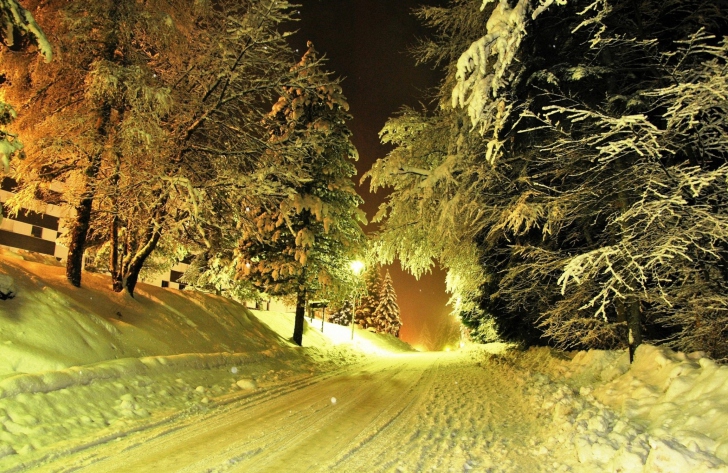Das Cold Winter Night Forest Wallpaper