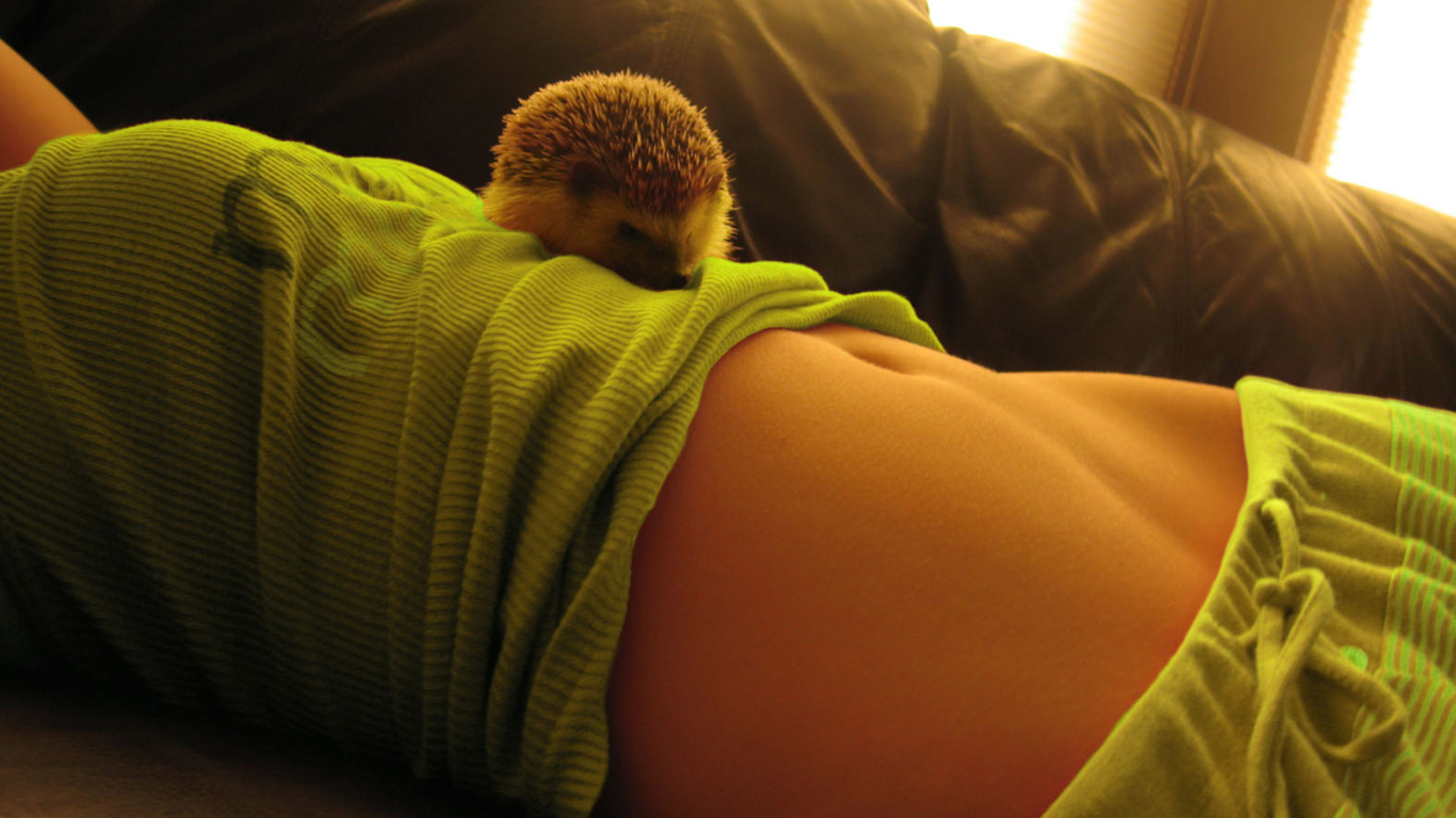 Fondo de pantalla Cute Hedgehog 1366x768