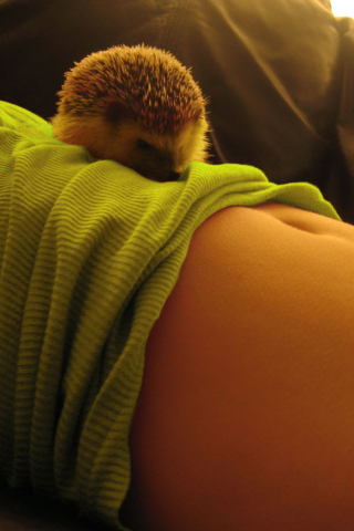 Cute Hedgehog screenshot #1 320x480