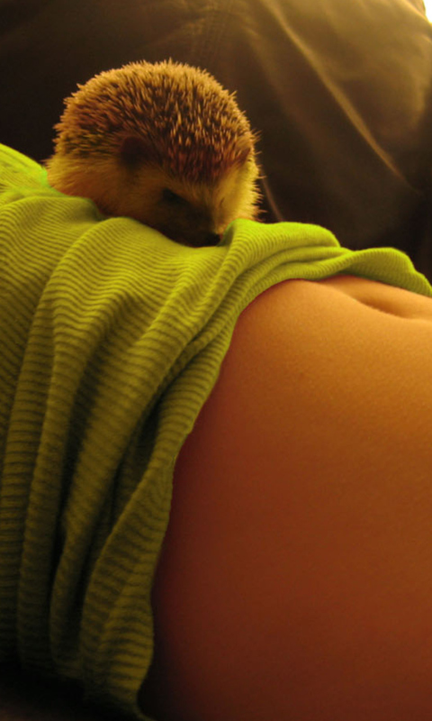 Cute Hedgehog wallpaper 480x800