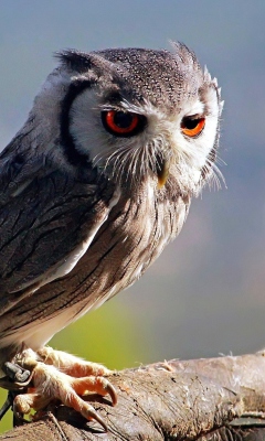 Old Owl screenshot #1 240x400