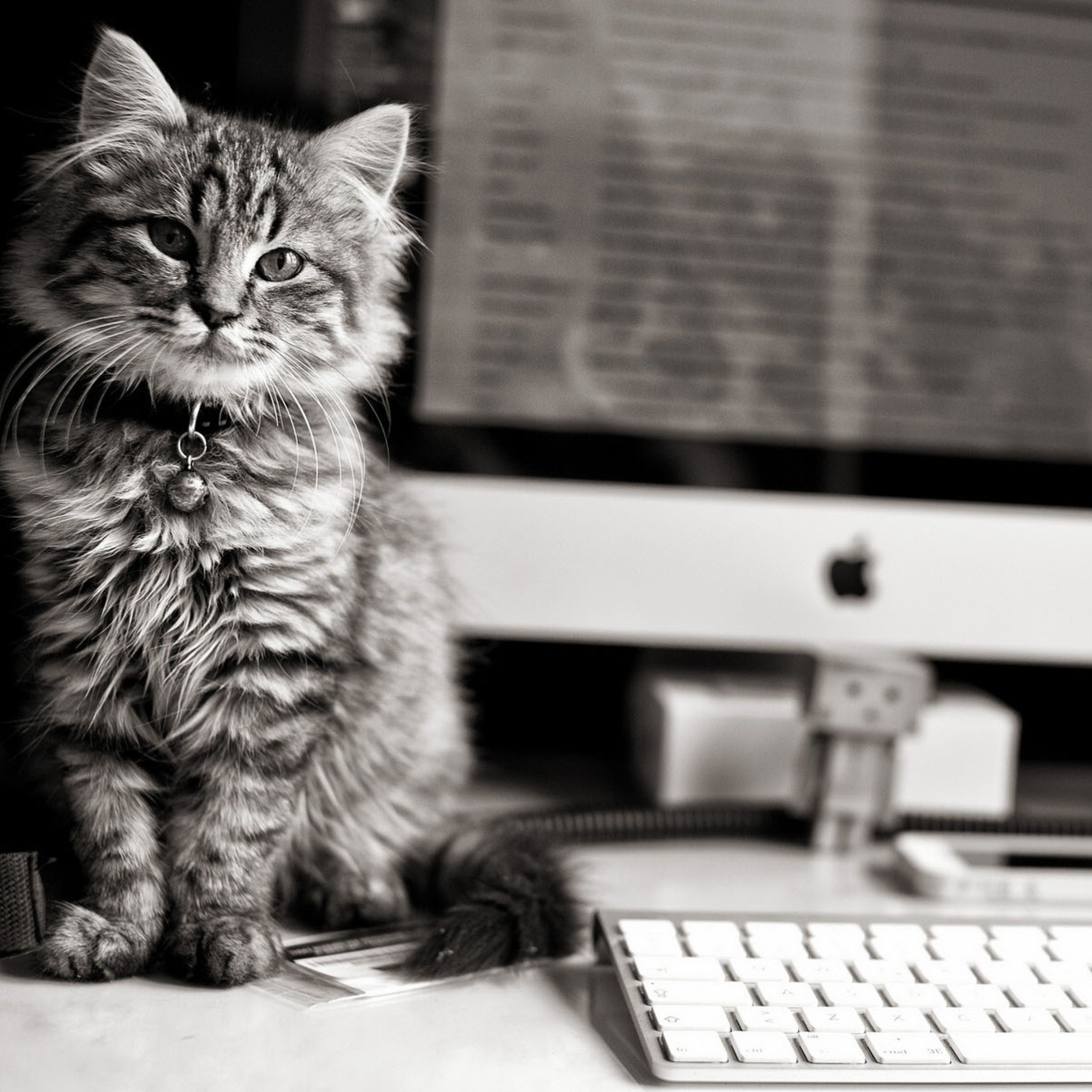 Кот разработчик. Кот и компьютер. Кот за компьютером. Котик за компьютером. Кот с компом.