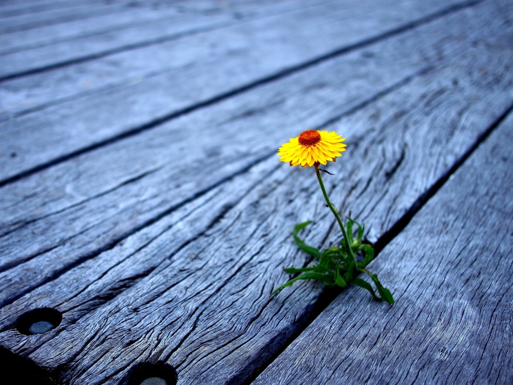 Обои Little Yellow Flower On Wooden Planks 1024x768