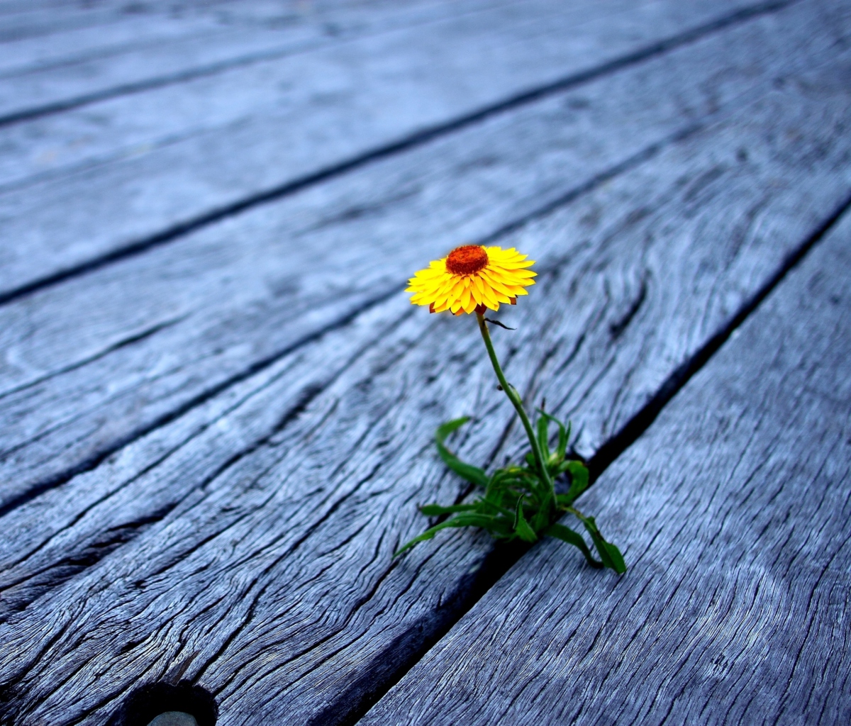 Sfondi Little Yellow Flower On Wooden Planks 1200x1024