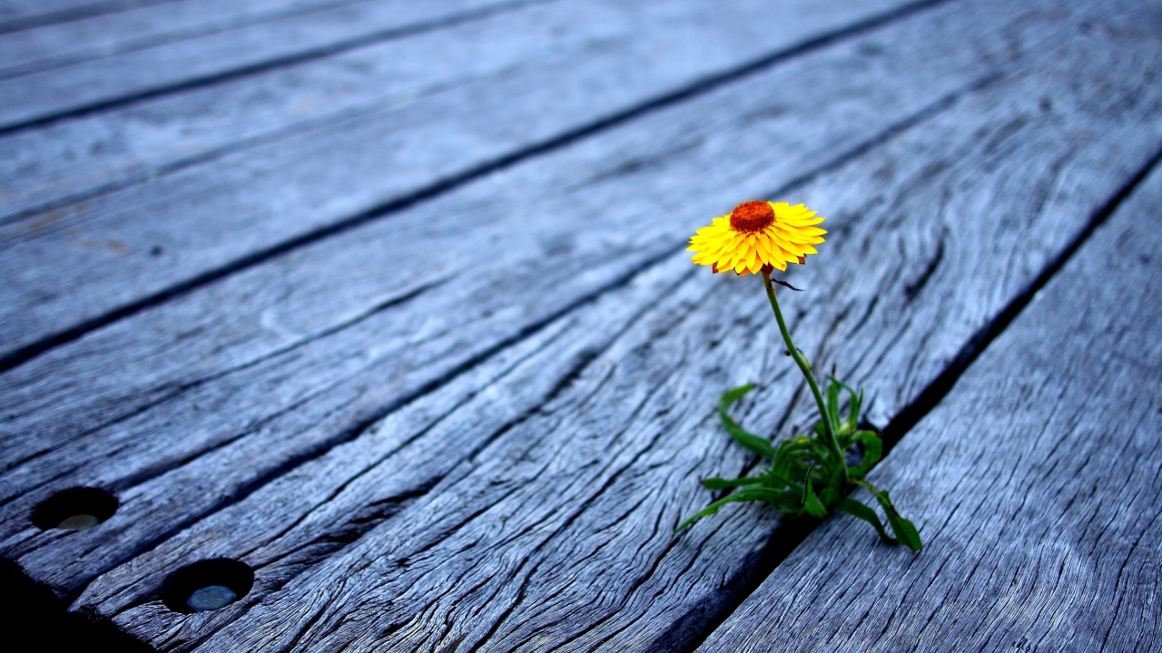 Fondo de pantalla Little Yellow Flower On Wooden Planks 1280x720
