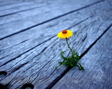 Fondo de pantalla Little Yellow Flower On Wooden Planks 220x176