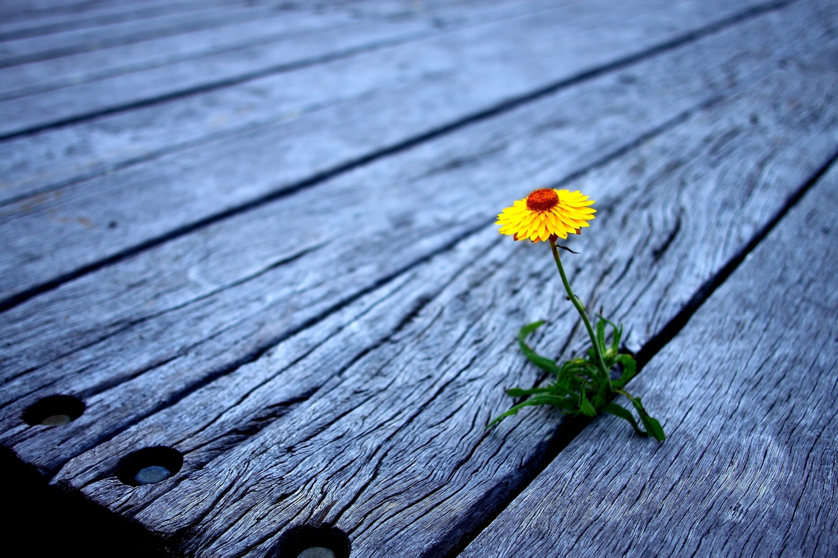 Fondo de pantalla Little Yellow Flower On Wooden Planks 2880x1920