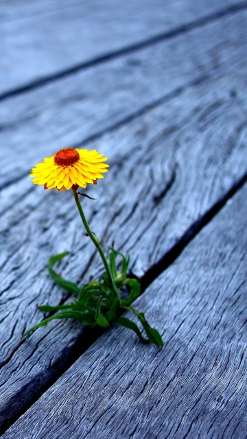 Sfondi Little Yellow Flower On Wooden Planks 360x640