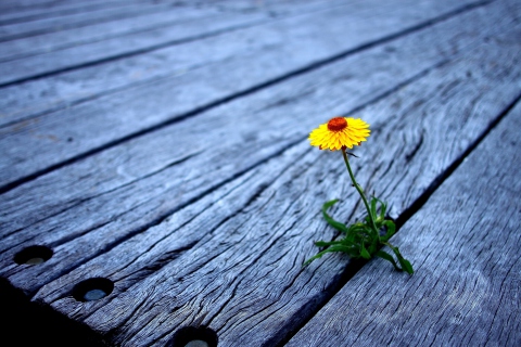 Fondo de pantalla Little Yellow Flower On Wooden Planks 480x320