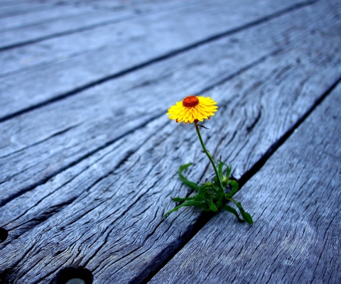 Little Yellow Flower On Wooden Planks screenshot #1 480x400