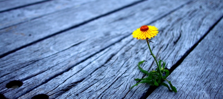 Sfondi Little Yellow Flower On Wooden Planks 720x320