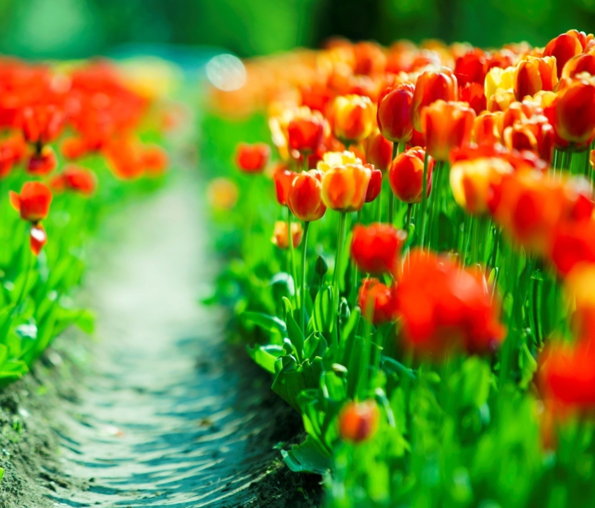 Red Tulip Field wallpaper 1200x1024