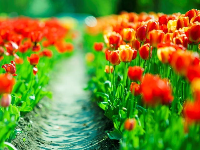 Red Tulip Field wallpaper 640x480