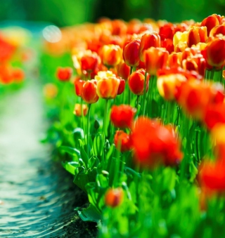 Red Tulip Field sfondi gratuiti per iPad