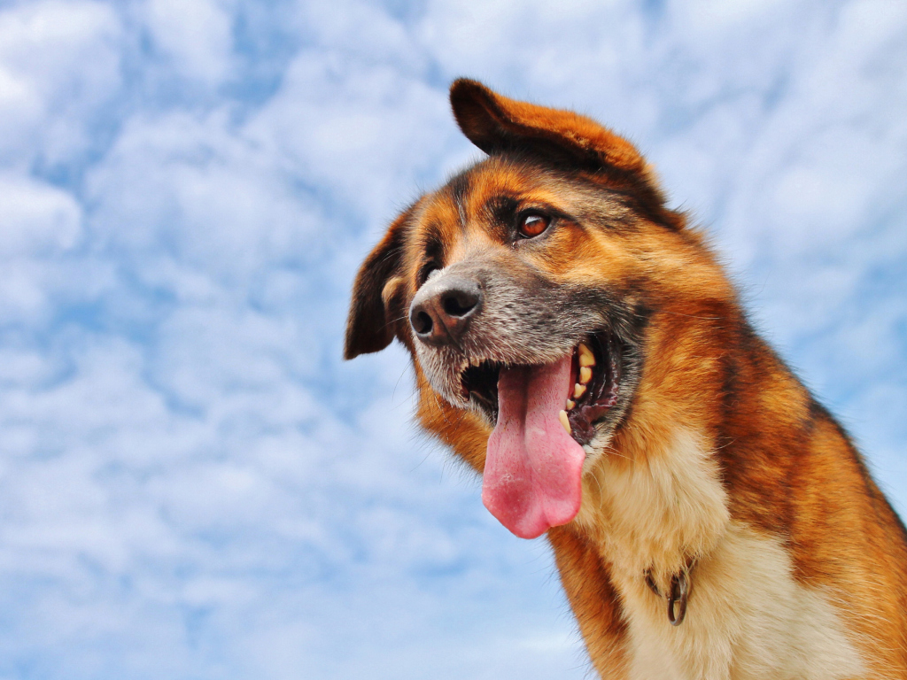Happy Dog And Blue Sky wallpaper 1024x768
