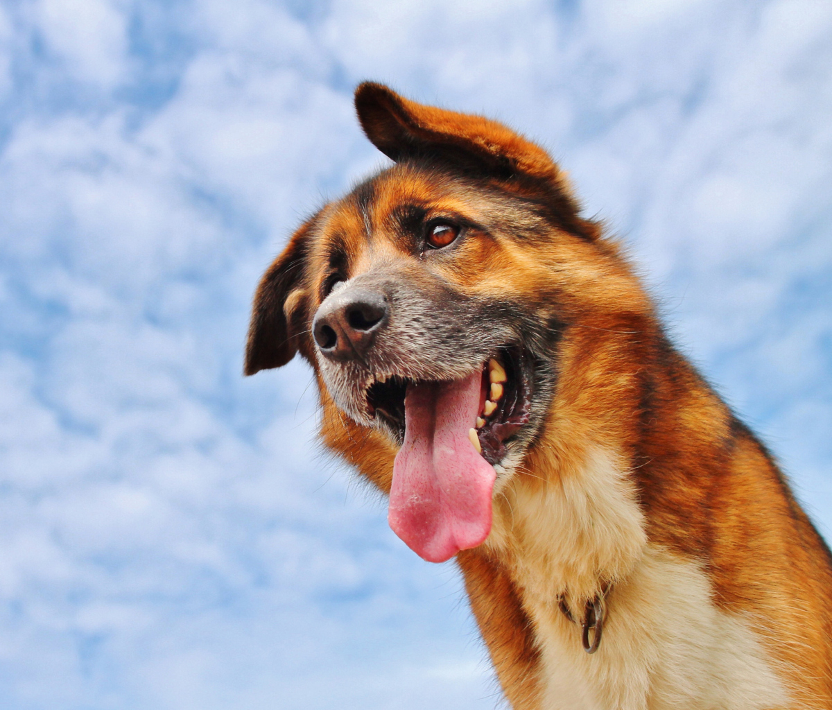Happy Dog And Blue Sky wallpaper 1200x1024
