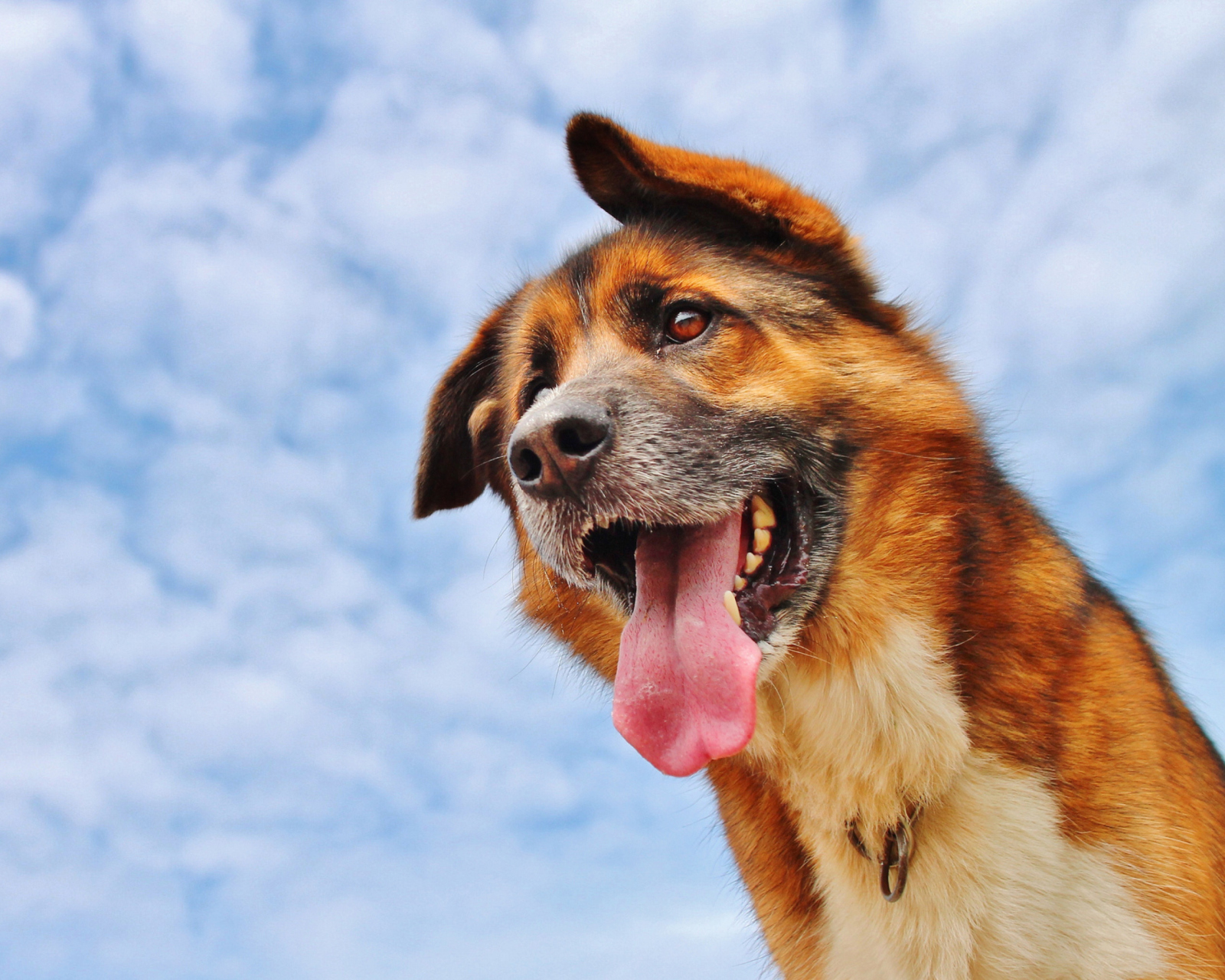 Обои Happy Dog And Blue Sky 1600x1280