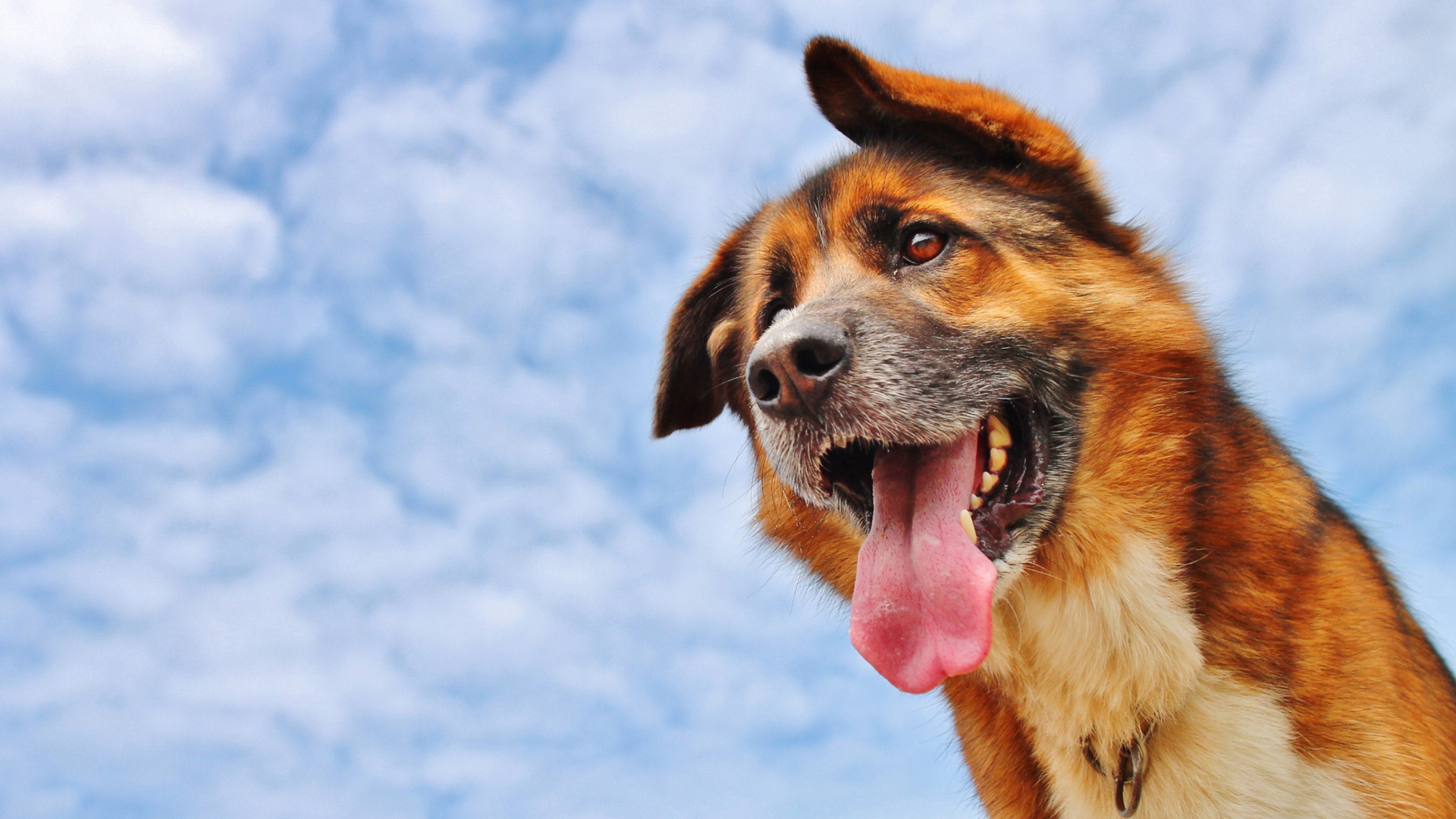 Happy Dog And Blue Sky wallpaper 1920x1080