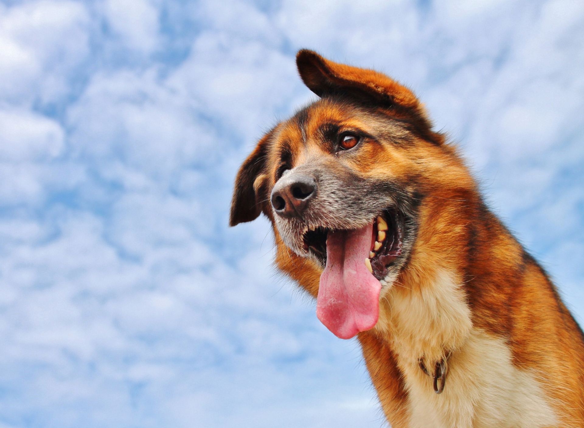 Happy Dog And Blue Sky wallpaper 1920x1408