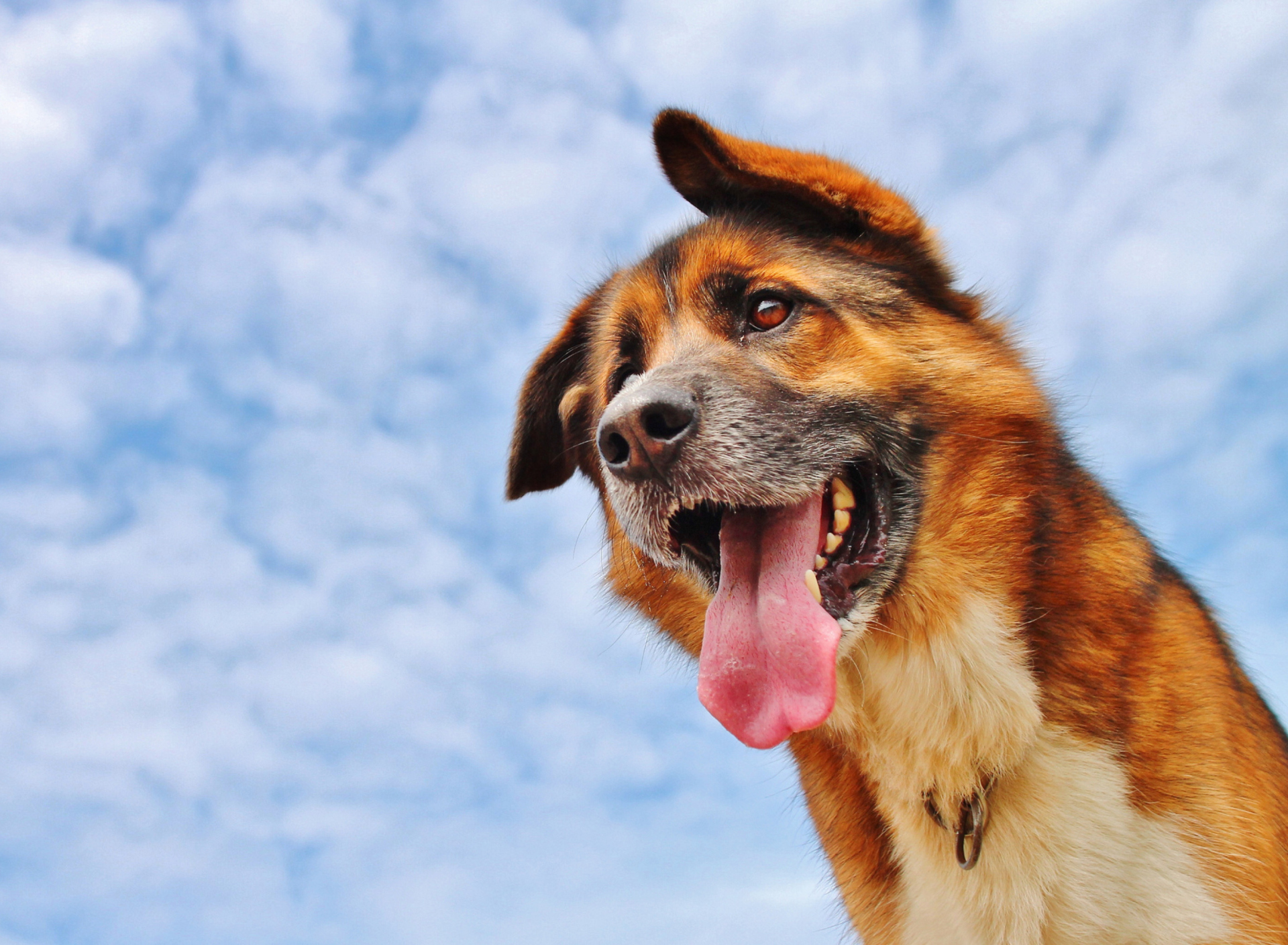 Das Happy Dog And Blue Sky Wallpaper 1920x1408