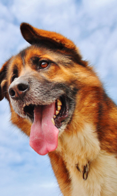 Happy Dog And Blue Sky wallpaper 240x400