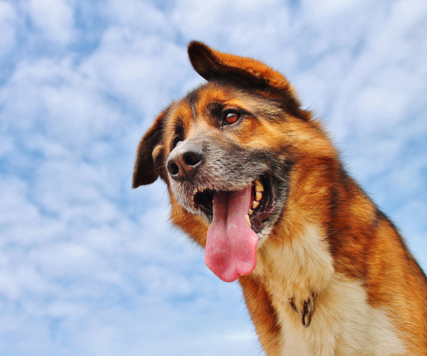 Das Happy Dog And Blue Sky Wallpaper 480x400