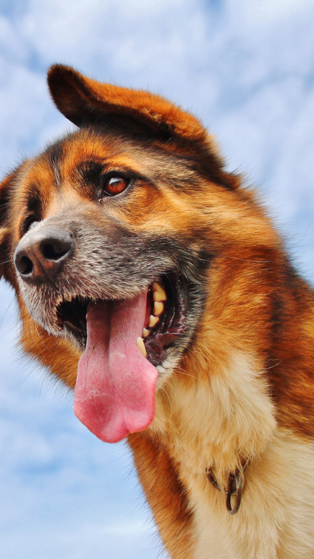 Sfondi Happy Dog And Blue Sky 640x1136