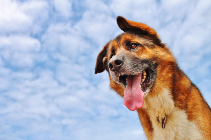 Happy Dog And Blue Sky wallpaper