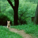 Sfondi Little Cat In Park 128x128