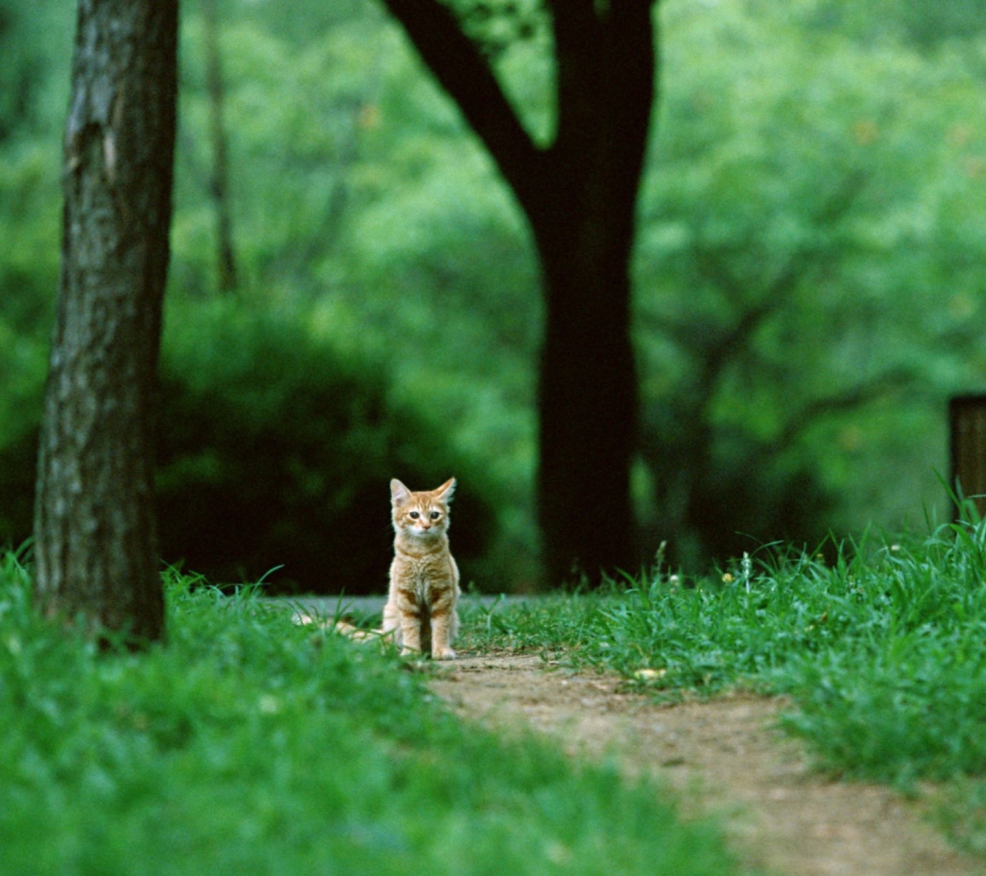 Sfondi Little Cat In Park 1440x1280