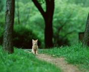 Sfondi Little Cat In Park 176x144