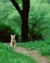 Sfondi Little Cat In Park 176x220