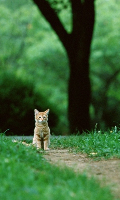 Little Cat In Park screenshot #1 240x400
