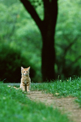 Little Cat In Park screenshot #1 320x480
