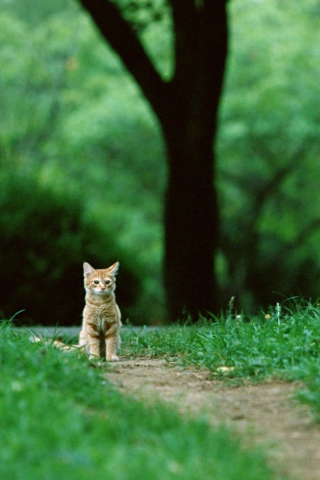 Fondo de pantalla Little Cat In Park 320x480