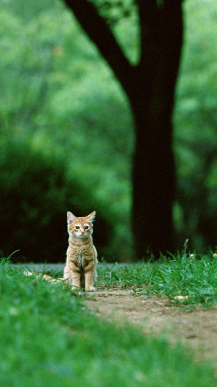 Обои Little Cat In Park 750x1334