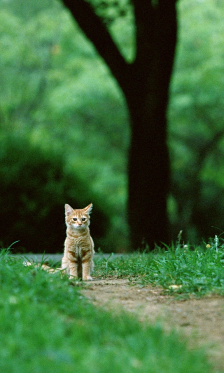 Little Cat In Park screenshot #1 768x1280