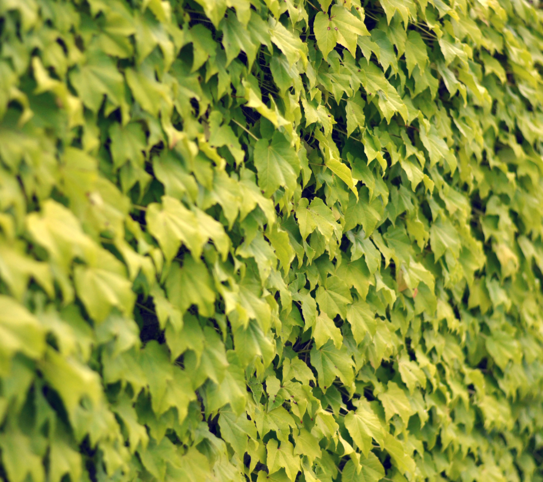 Das Ivy Wall Summer Wallpaper 1080x960