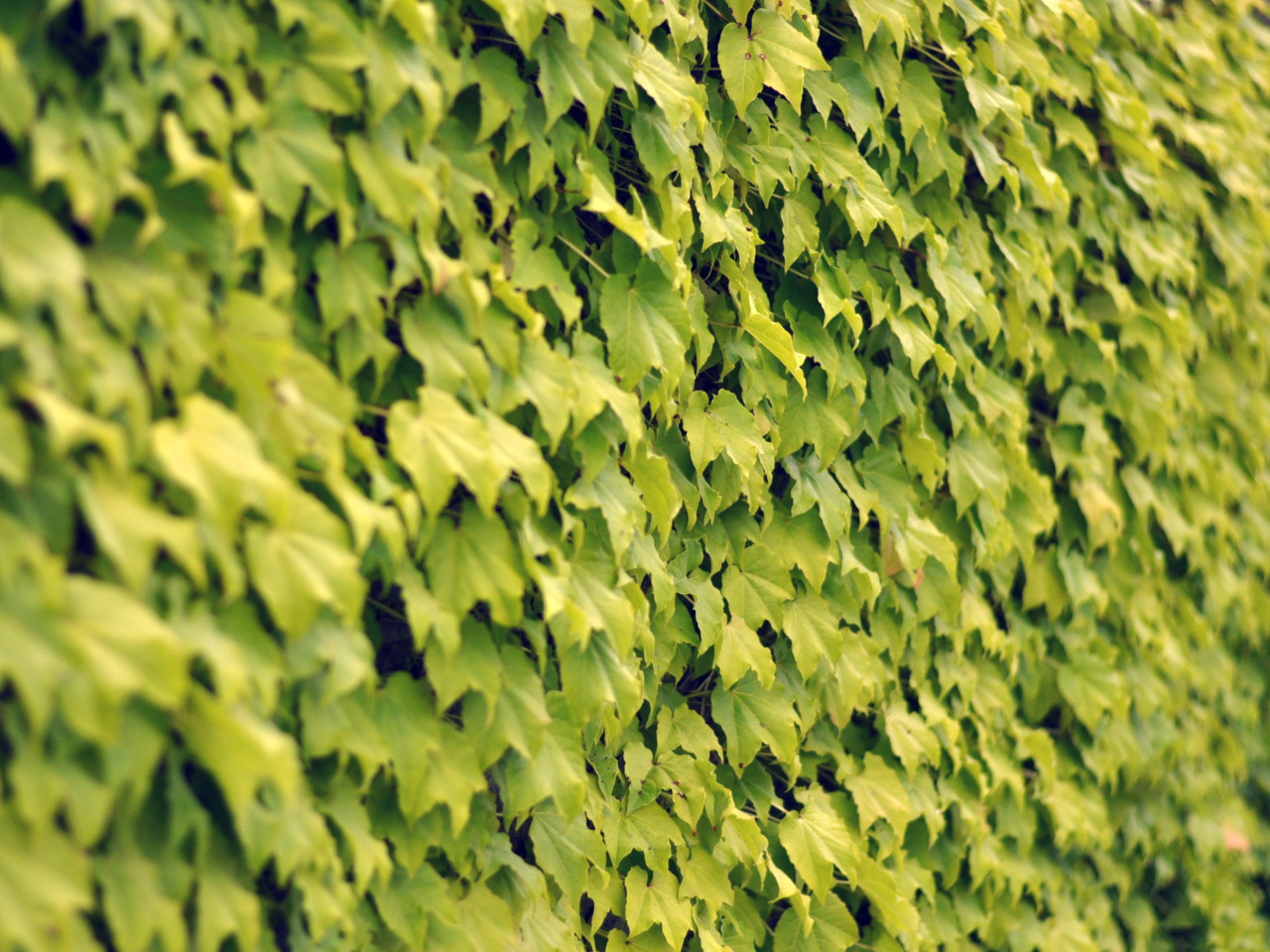 Ivy Wall Summer wallpaper 1280x960