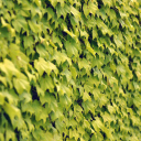 Screenshot №1 pro téma Ivy Wall Summer 128x128