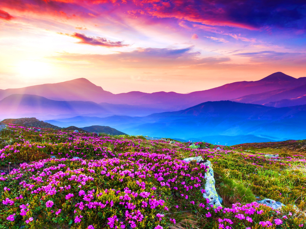 Sfondi Rhododendron Field 1024x768