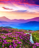 Das Rhododendron Field Wallpaper 128x160