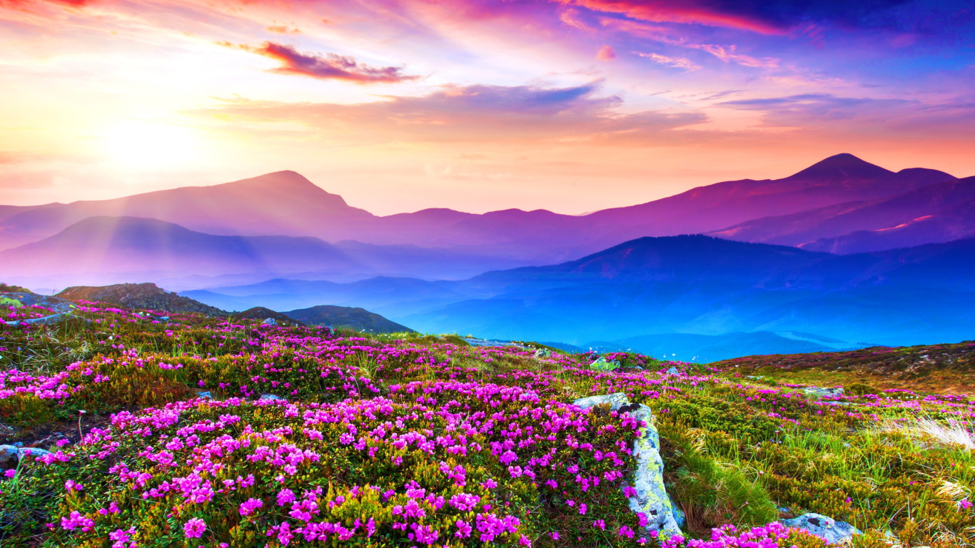 Rhododendron Field wallpaper 1366x768