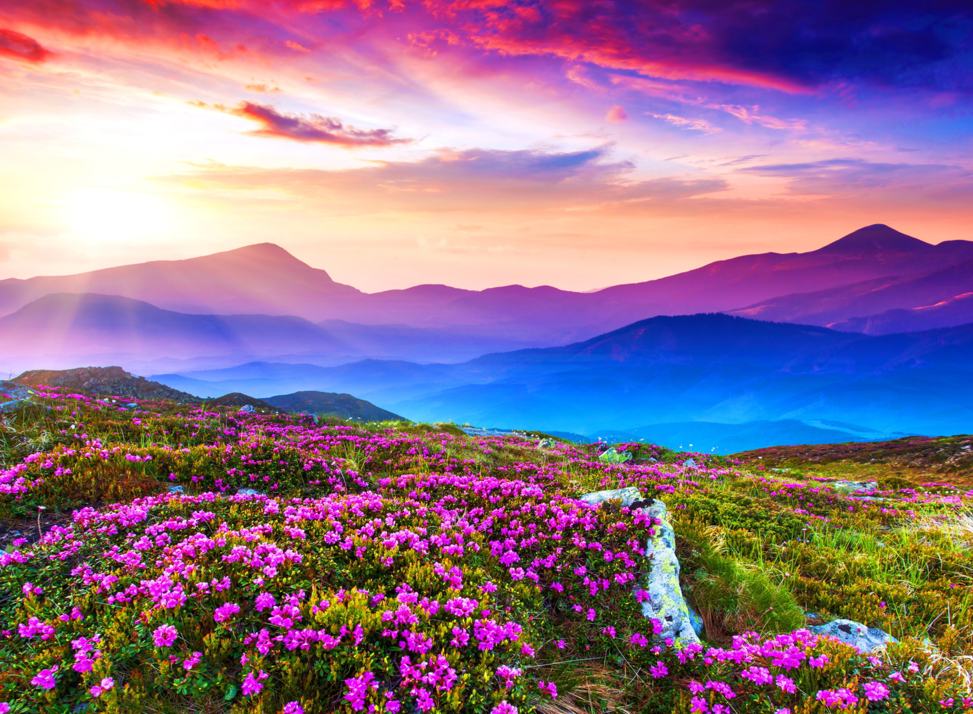 Das Rhododendron Field Wallpaper 1920x1408