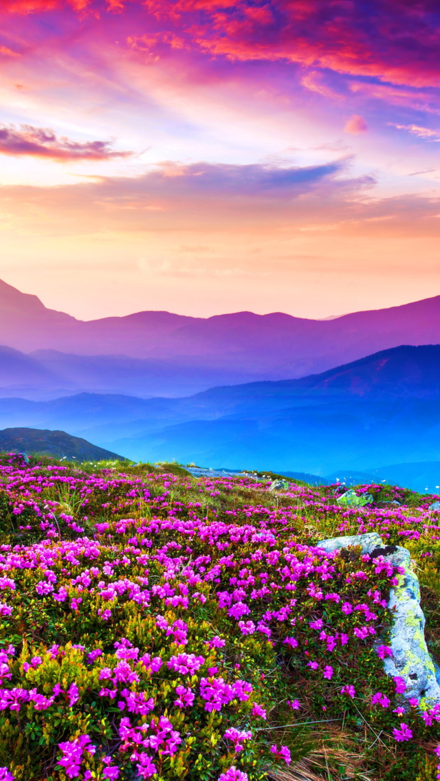 Das Rhododendron Field Wallpaper 640x1136