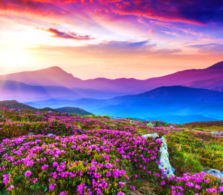 Rhododendron Field - Fondos de pantalla gratis para 208x208