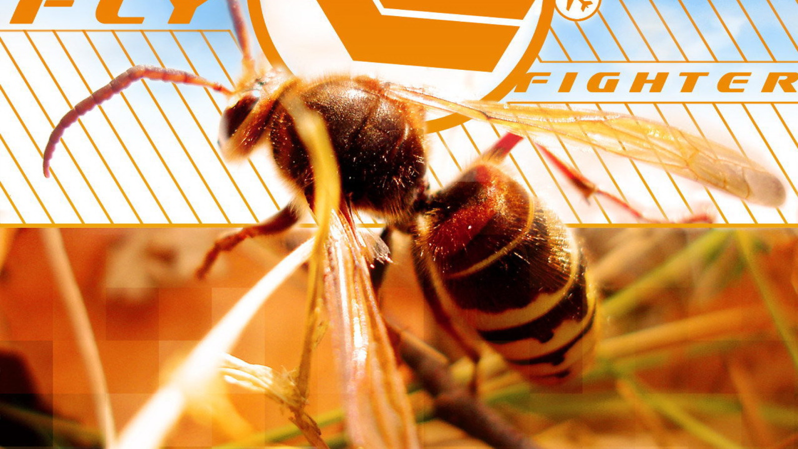 Bee wallpaper 1600x900
