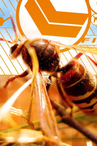 Bee wallpaper 320x480