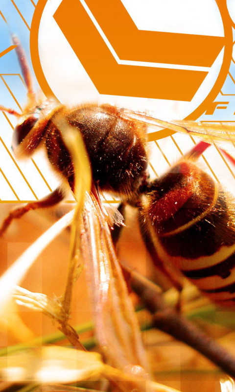 Bee wallpaper 480x800